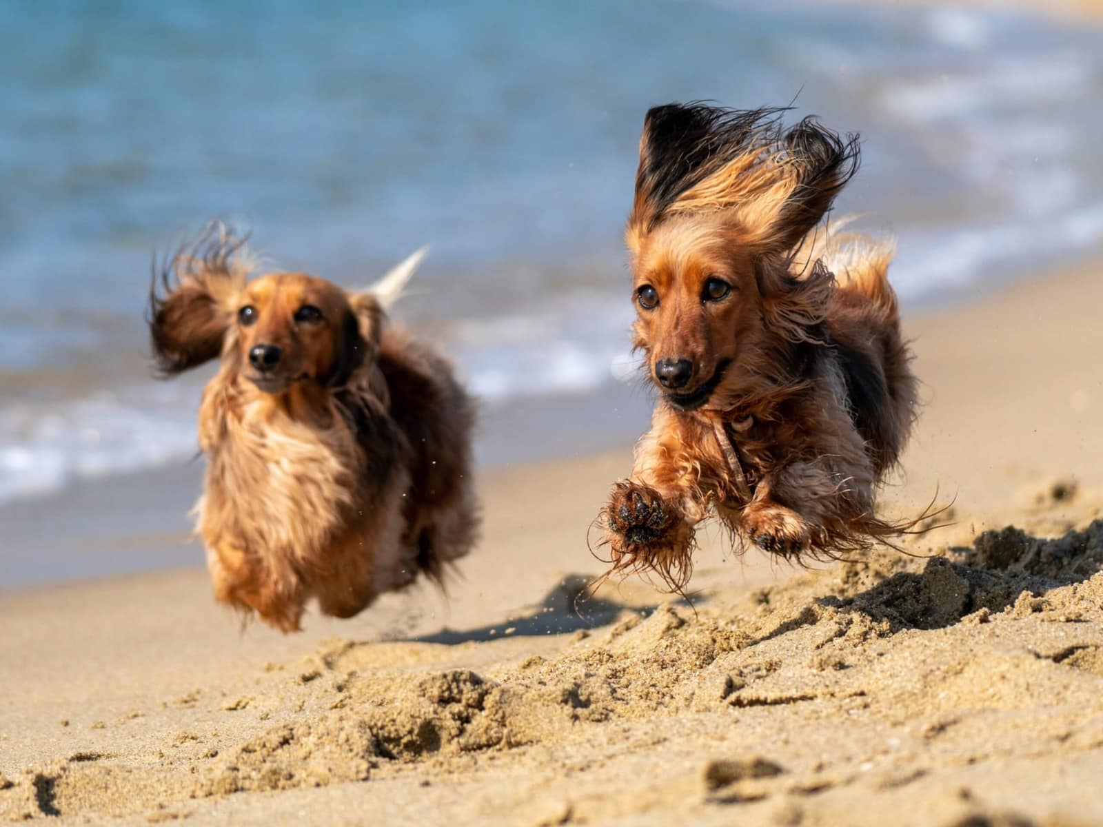 How hot is too hot for dogs?